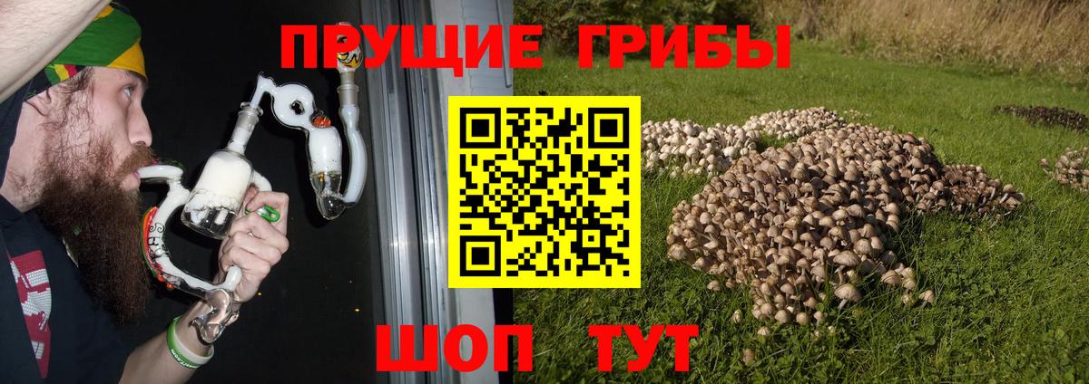 Новороссийск  Галлюциногенные грибы прущие грибы  даркнет сайт  Вход с VPN 